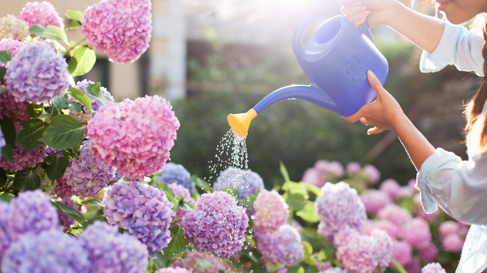 Hortensien pflegen: In den warmen Monaten sollte die Blumenerde nicht vollständig austrocknen.