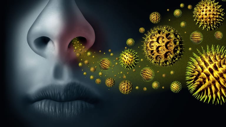 Allergischer Schnupfen wird meist durch Pollen ausgelöst. Wird er chronisch, kann das zu einem Verschluss der Nasennebenhöhlen führen.