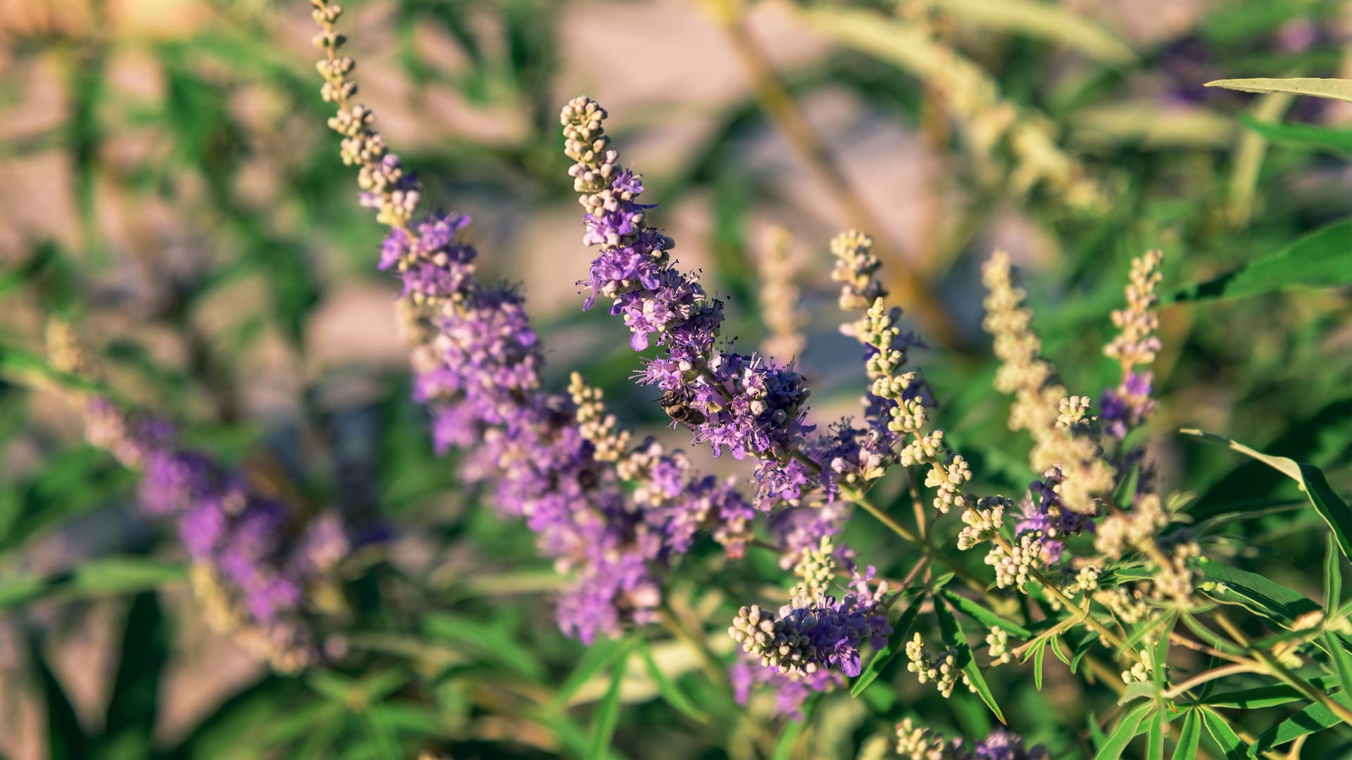 Mönchspfeffer (Vitex agnus castus): Mönchspfeffer wird bis zu sechs Meter hoch und trägt Blütenstände mit kleinen Blüten in violett, blau, rosa oder weiß, die später zu dunkelbraunen beerenähnlichen Früchten werden..