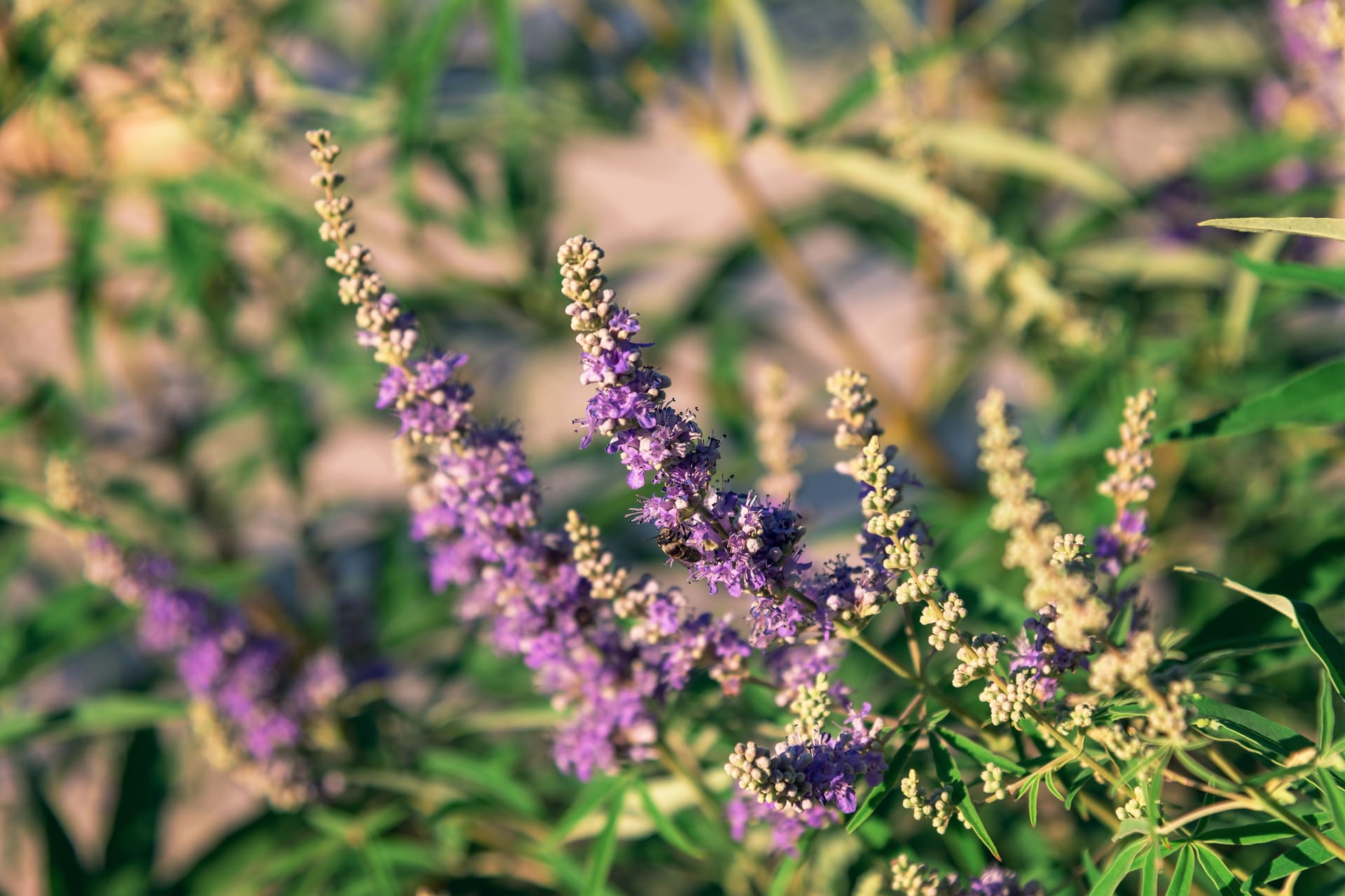 Mönchspfeffer (Vitex agnus castus): Mönchspfeffer wird bis zu sechs Meter hoch und trägt Blütenstände mit kleinen Blüten in violett, blau, rosa oder weiß, die später zu dunkelbraunen beerenähnlichen Früchten werden..