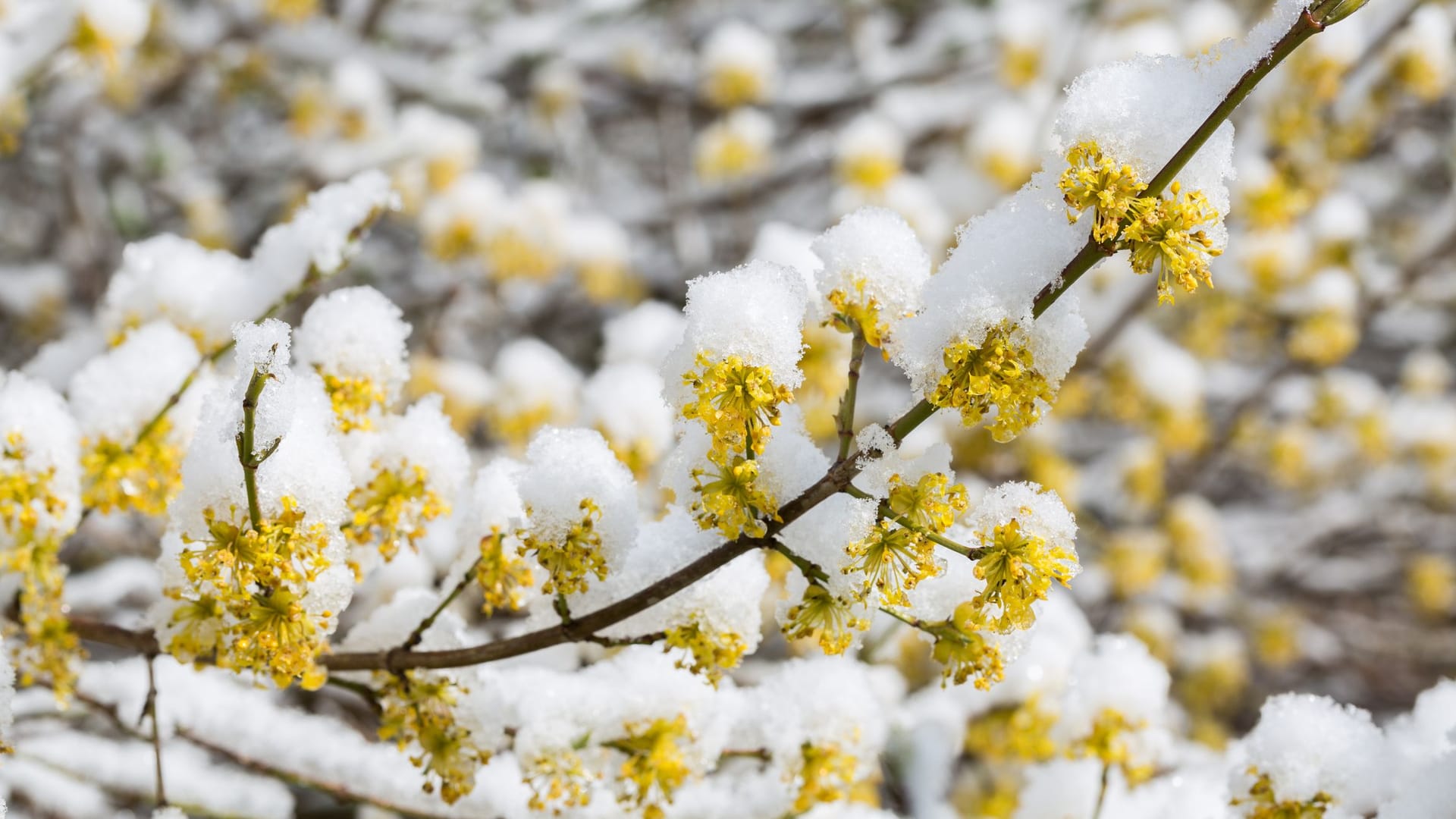 Forsythien im Winter: Die Ölbaumgewächse überstehen bis zu tiefen Minusgraden und können unbedenklich den Winter in Ihrem Garten stehen.