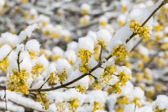 Forsythien im Winter: Die Ölbaumgewächse überstehen bis zu tiefen Minusgraden und können unbedenklich den Winter in Ihrem Garten stehen.