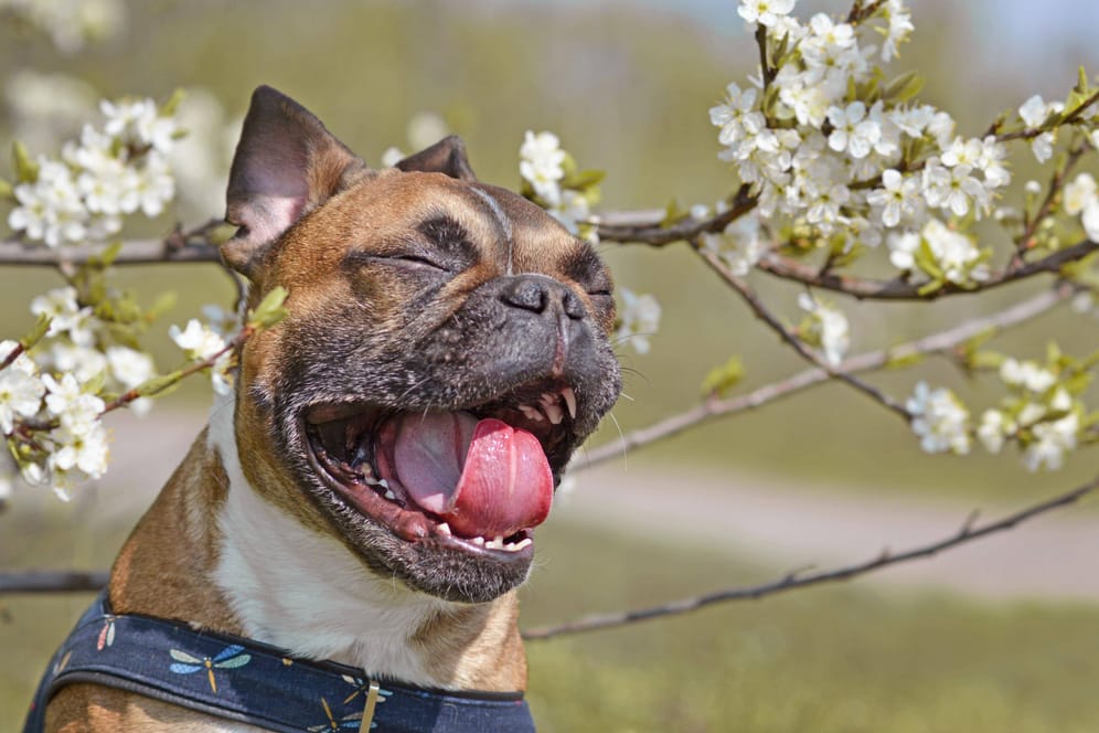 Ein gähnender Bulldogge mit offenem Maul und Zunge (Symbolbild): In München steht eine Halterin wegen ihres Tieres vor Gericht.