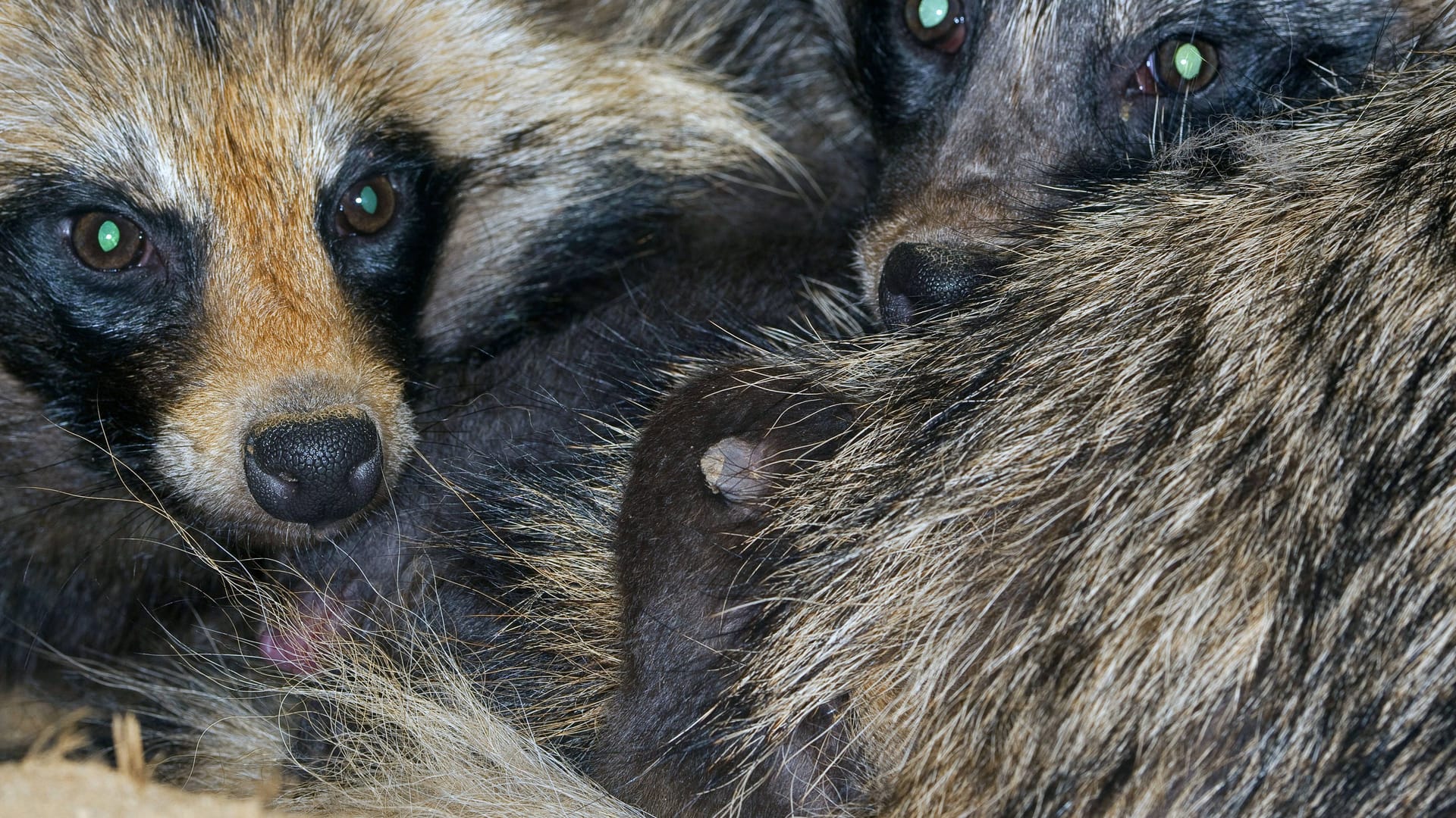 Marderhunde: Sie könnten der Schlüssel auf der Suche bei der Suche nach den Ursprüngen der Corona-Pandemie gewesen sein.