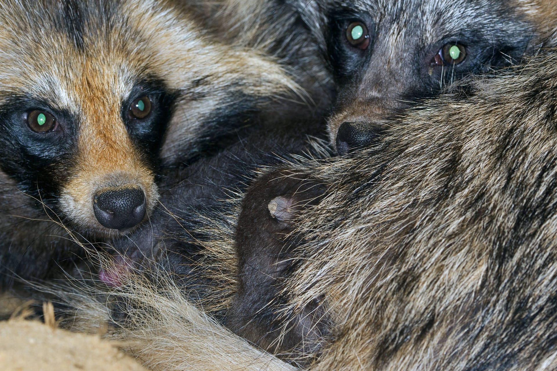 Marderhunde: Sie könnten der Schlüssel auf der Suche bei der Suche nach den Ursprüngen der Corona-Pandemie gewesen sein.