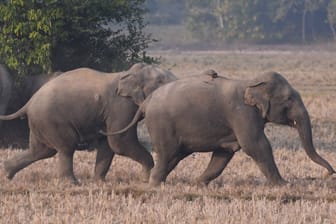 Elefanten in Indien in freier Wildbahn: