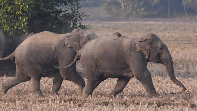 Elefanten in Indien in freier Wildbahn: