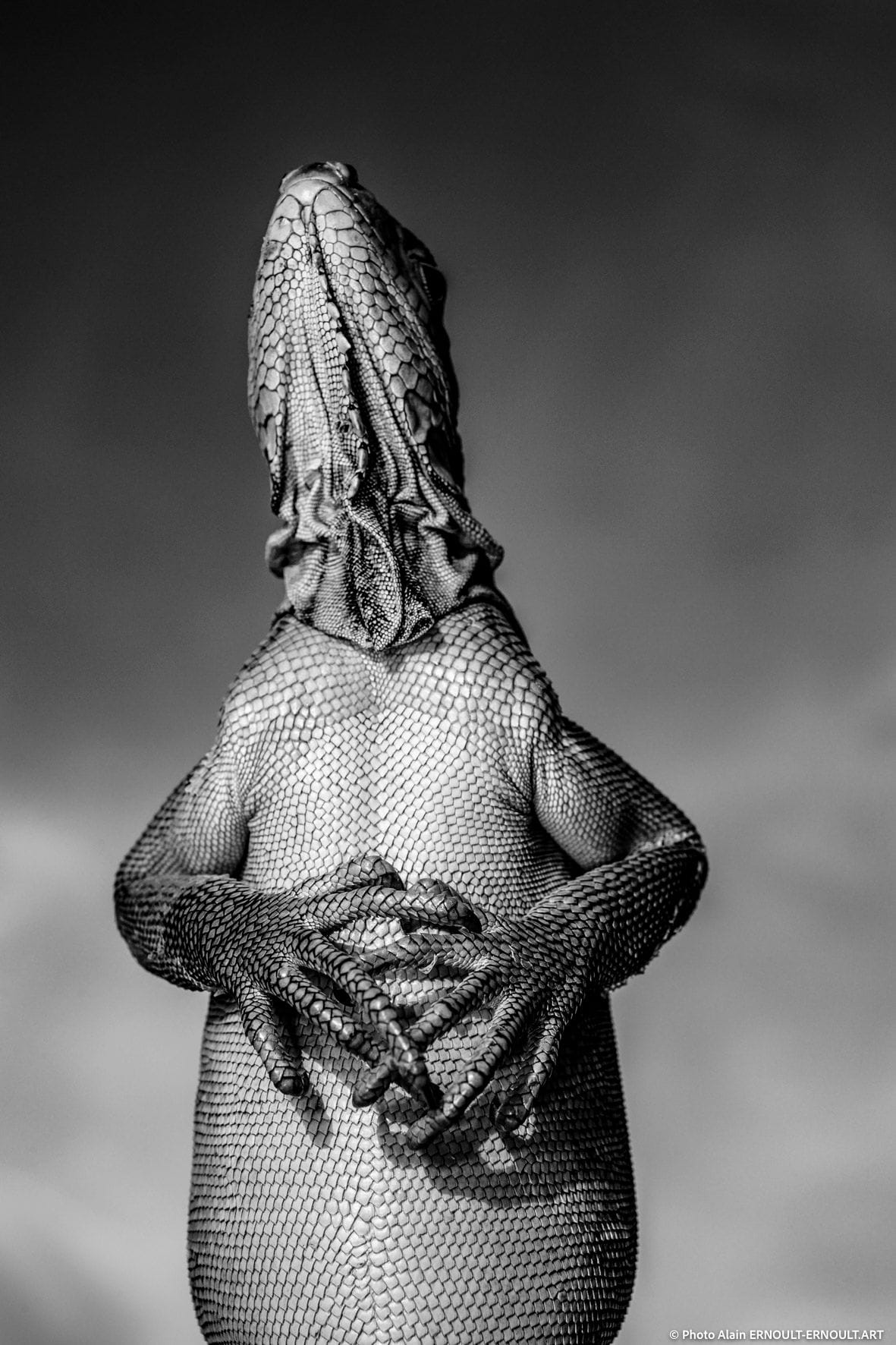Ein Leguan: Der Franzose Ernoult Alain gewann mit diesem Foto die Kategorie "Schwarz-Weiß".