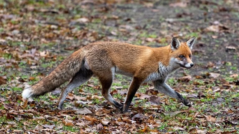 Ein Fuchs läuft durch einen Park (Symbolbild): Experten befürchten, dass sich das Virus immer mehr an Säugetiere anpasst.