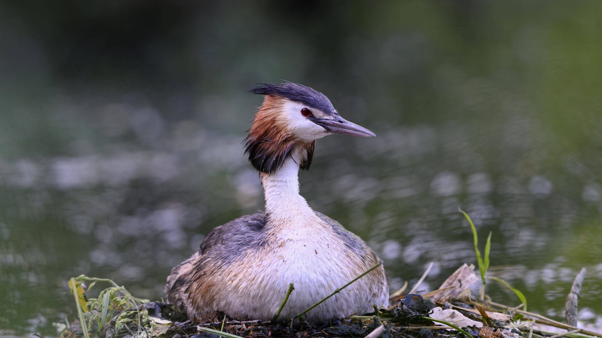 Brütender Haubentaucher (Symbolbild): Welche Vogelart den Männern zum Opfer fiel, ist noch unklar.