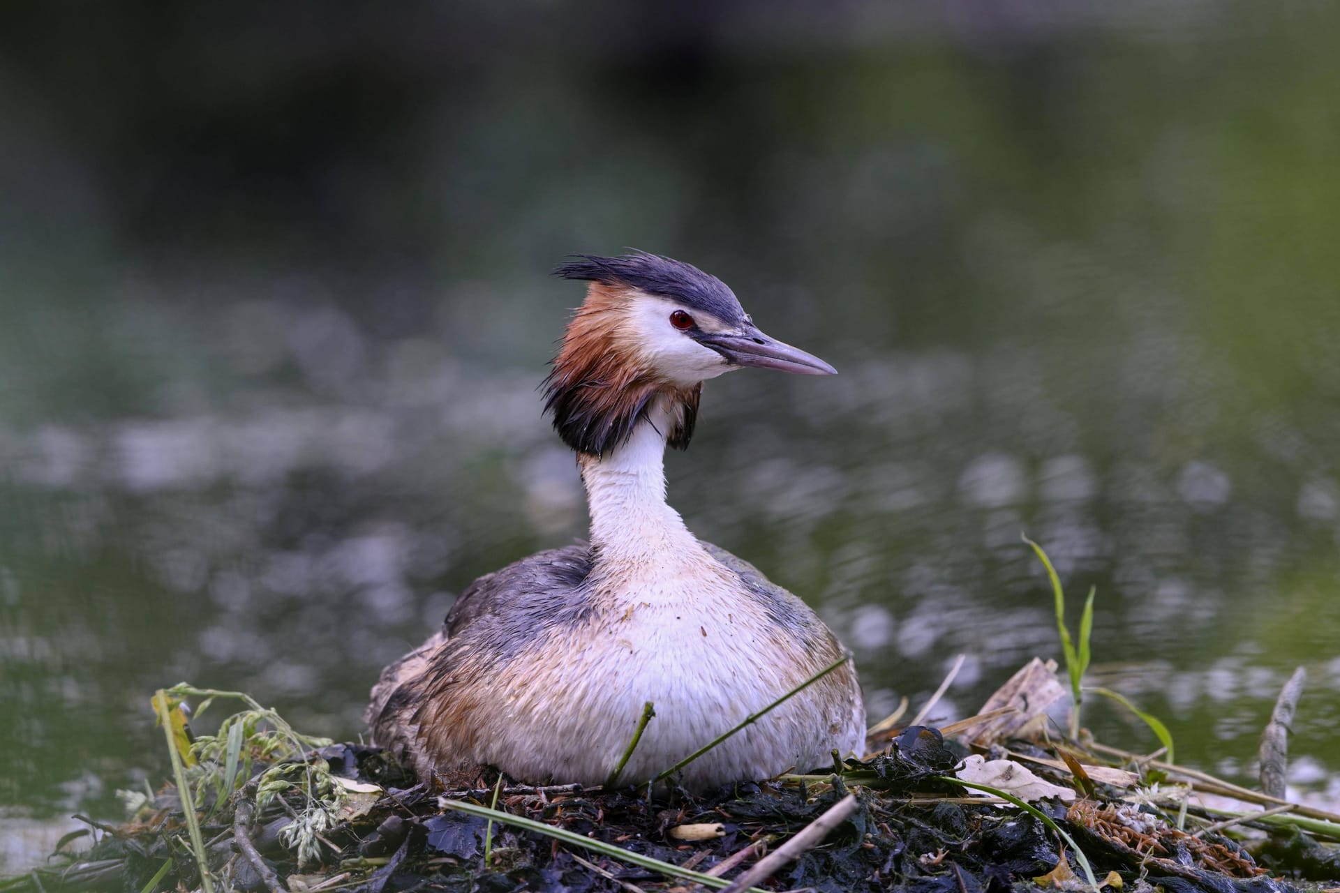 Brütender Haubentaucher (Symbolbild): Welche Vogelart den Männern zum Opfer fiel, ist noch unklar.