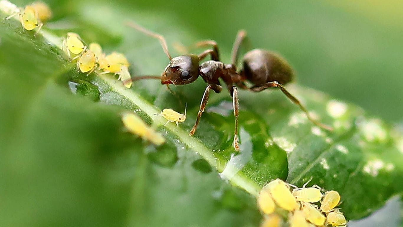 Schädlinge: Auf Pflanzen, die von Blattläusen befallen sind, tummeln sich oft auch Ameisen.
