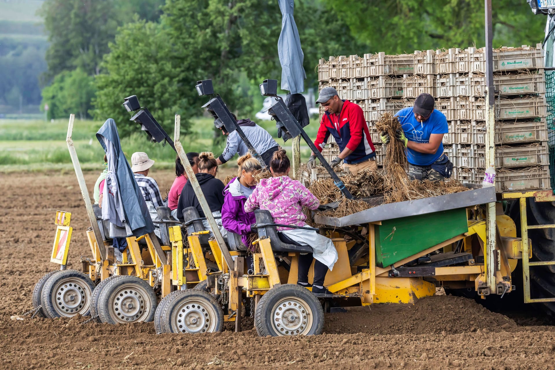 Helfer setzten mithilfe einer Spezialmaschine Weißen Spargel in die Erde (Archivfoto): Das Wetter zeigt sich bislang nicht gnädig mit dem Gemüse. Es ist zu kalt.