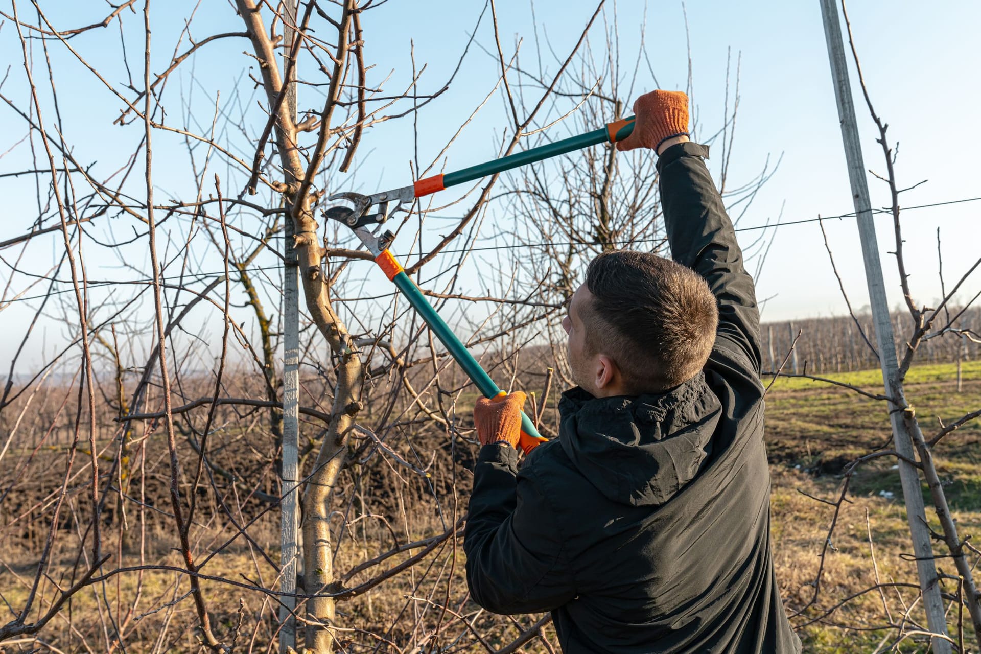 Obstbäume im Herbst schneiden: Ein Verjüngungsschnitt im Herbst lässt Ihren Obstbaum im Frühjahr stärker wachsen.