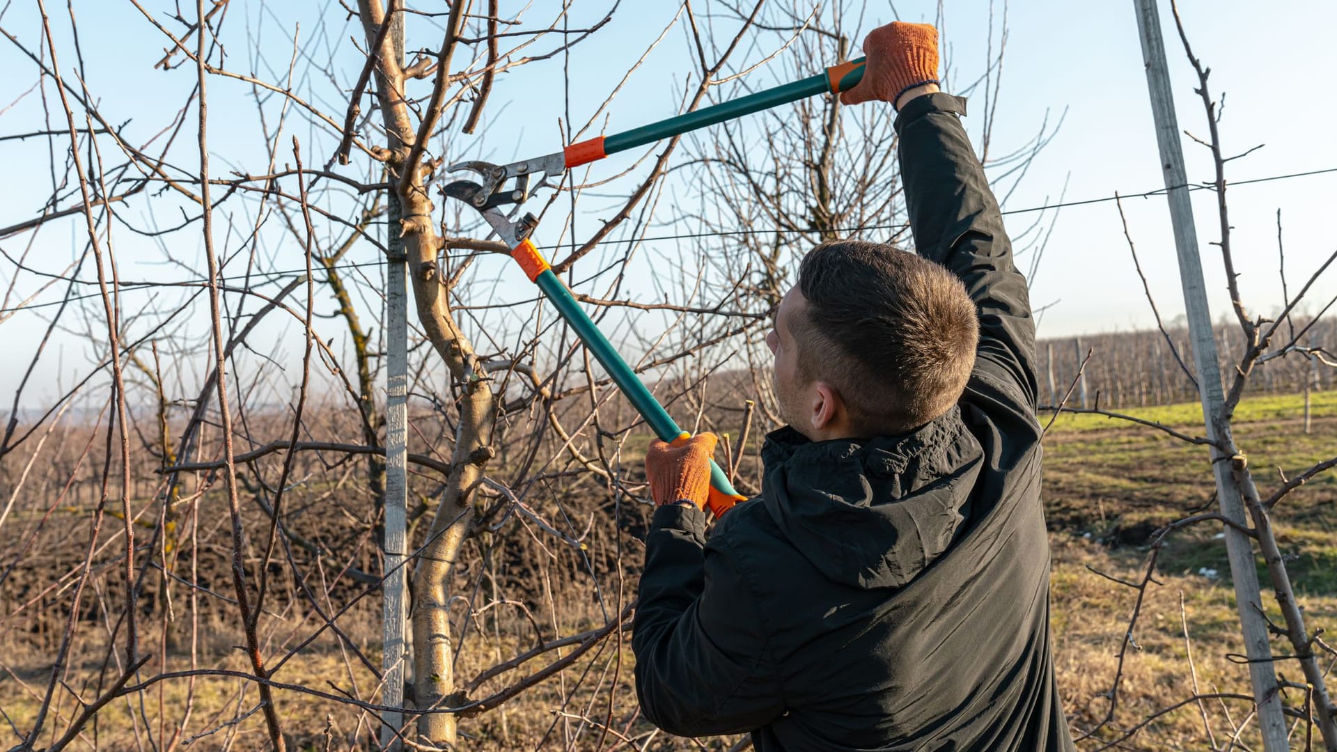 Obstbäume im Herbst schneiden: Ein Verjüngungsschnitt im Herbst lässt Ihren Obstbaum im Frühjahr stärker wachsen.