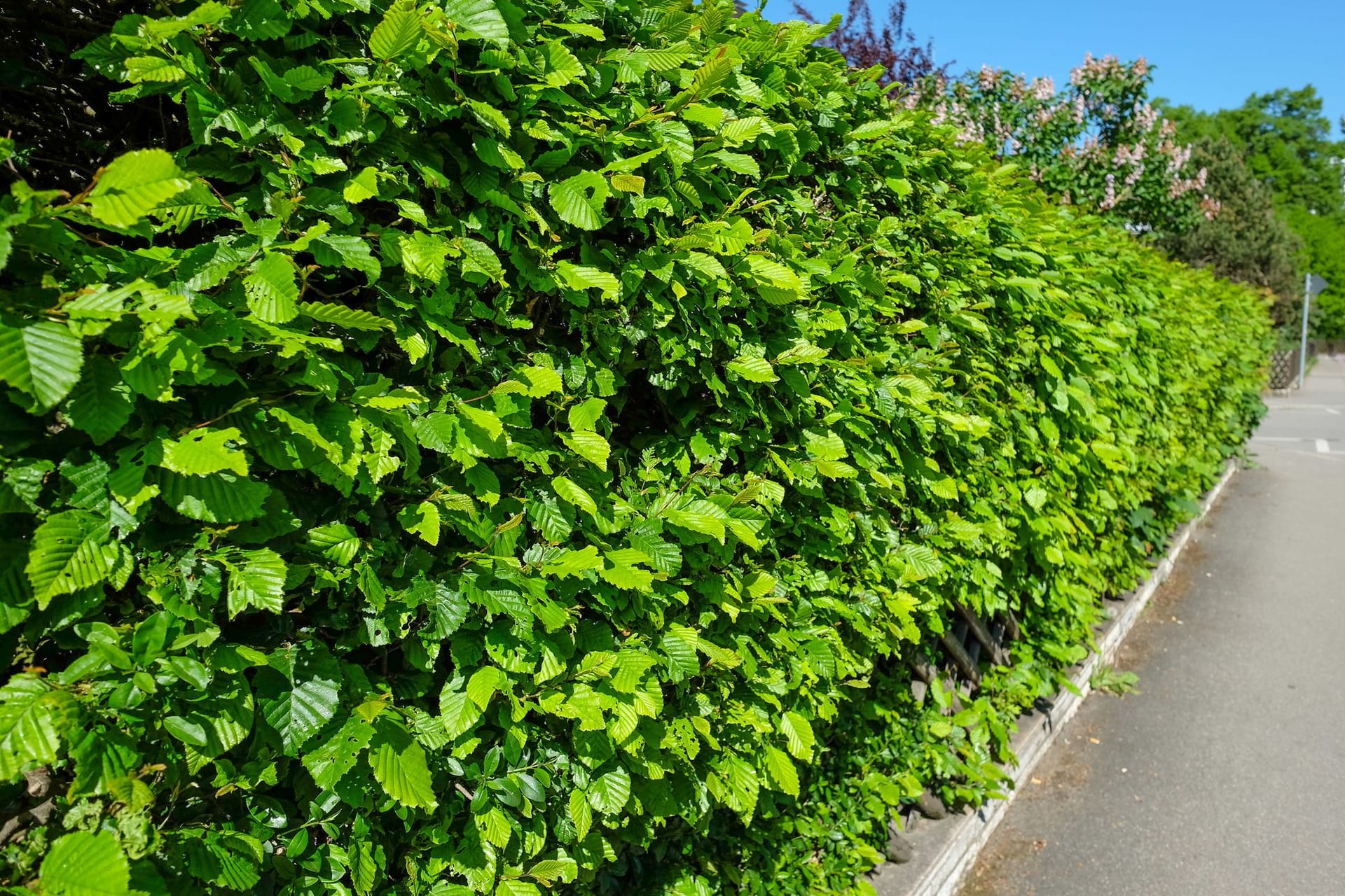 Hainbuchenhecke schneiden: Am besten schneiden Sie Ihre Hecke im Herbst zurück.