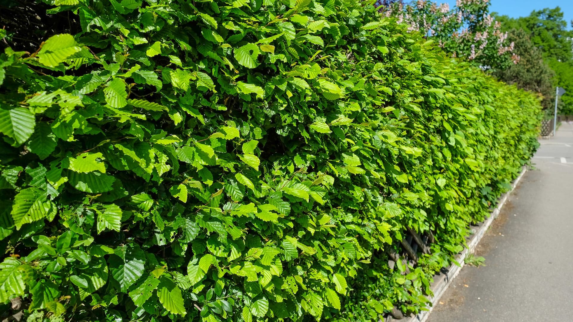 Hainbuchenhecke schneiden: Am besten schneiden Sie Ihre Hecke im Herbst zurück.