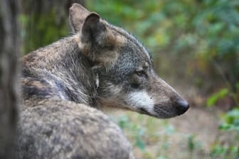 Ein Wolf im Wald (Symbolbild): Im Kreis Gifhorn wurde ein abgetrennter Wolfskopf gefunden.