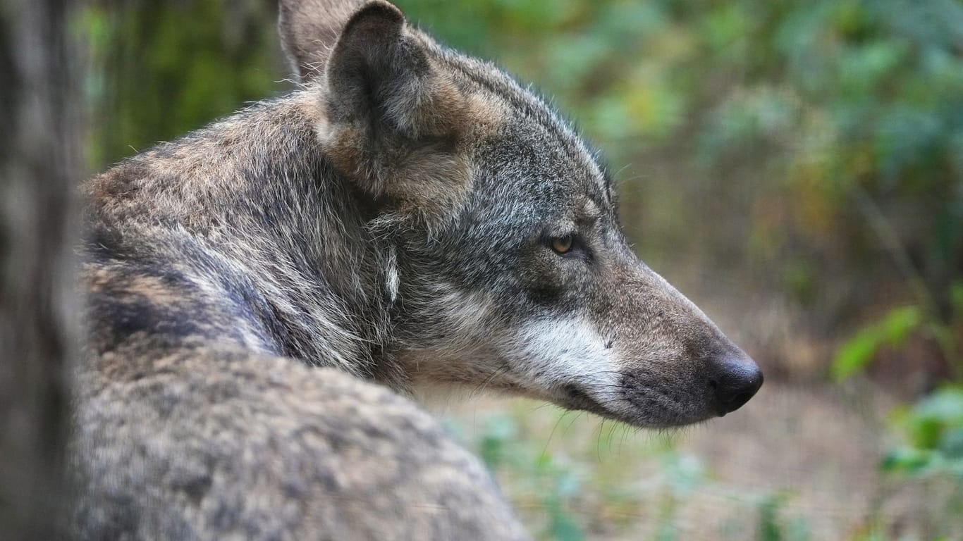 Ein Wolf im Wald (Symbolbild): Im Kreis Gifhorn wurde ein abgetrennter Wolfskopf gefunden.