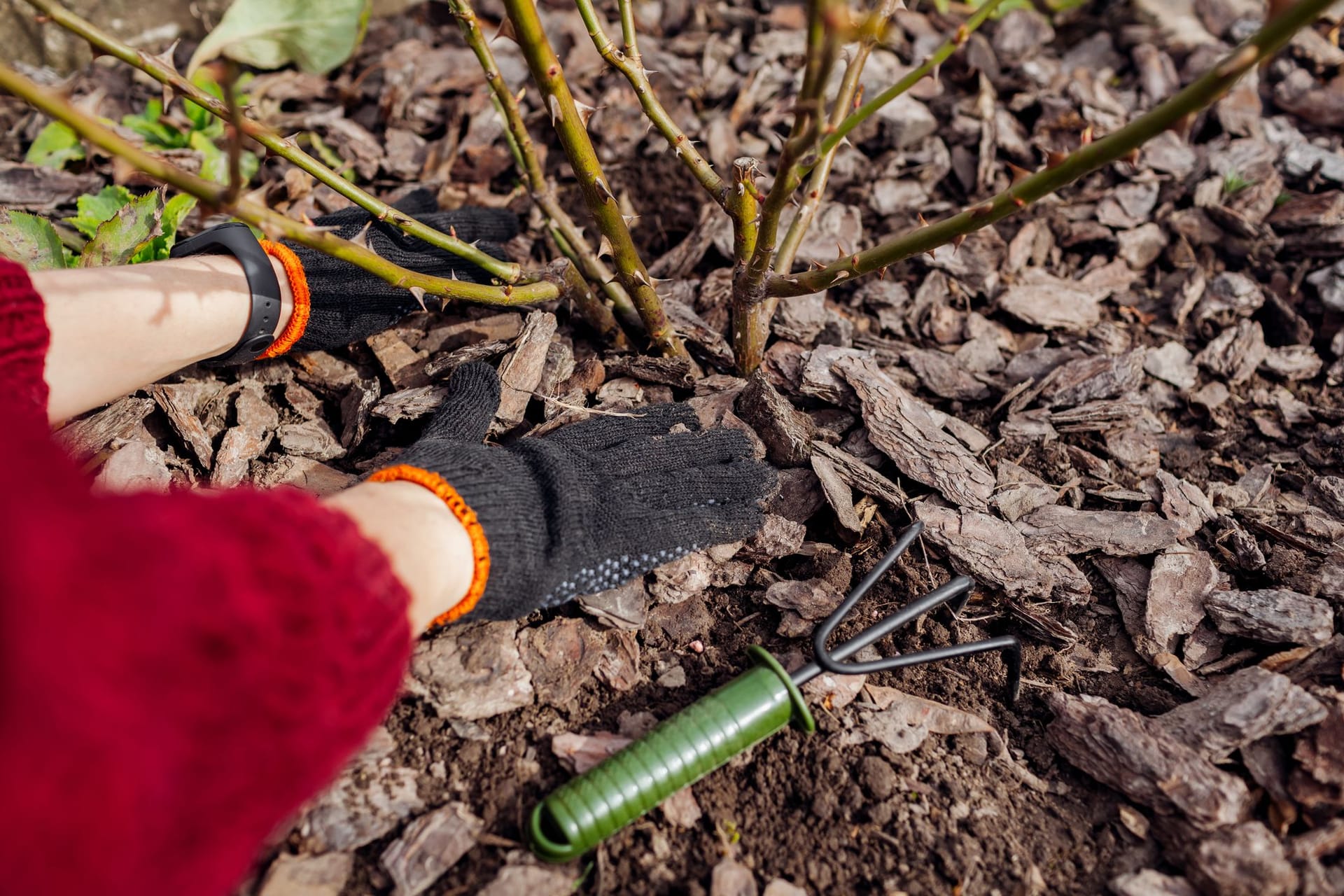 Rindenmulch im Vergleich: Dicke Mulchschichten schützen Beete vor Frost und Sonne.