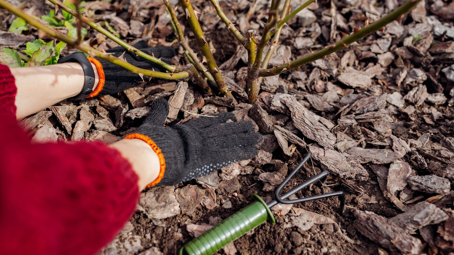 Rindenmulch im Vergleich: Dicke Mulchschichten schützen Beete vor Frost und Sonne.