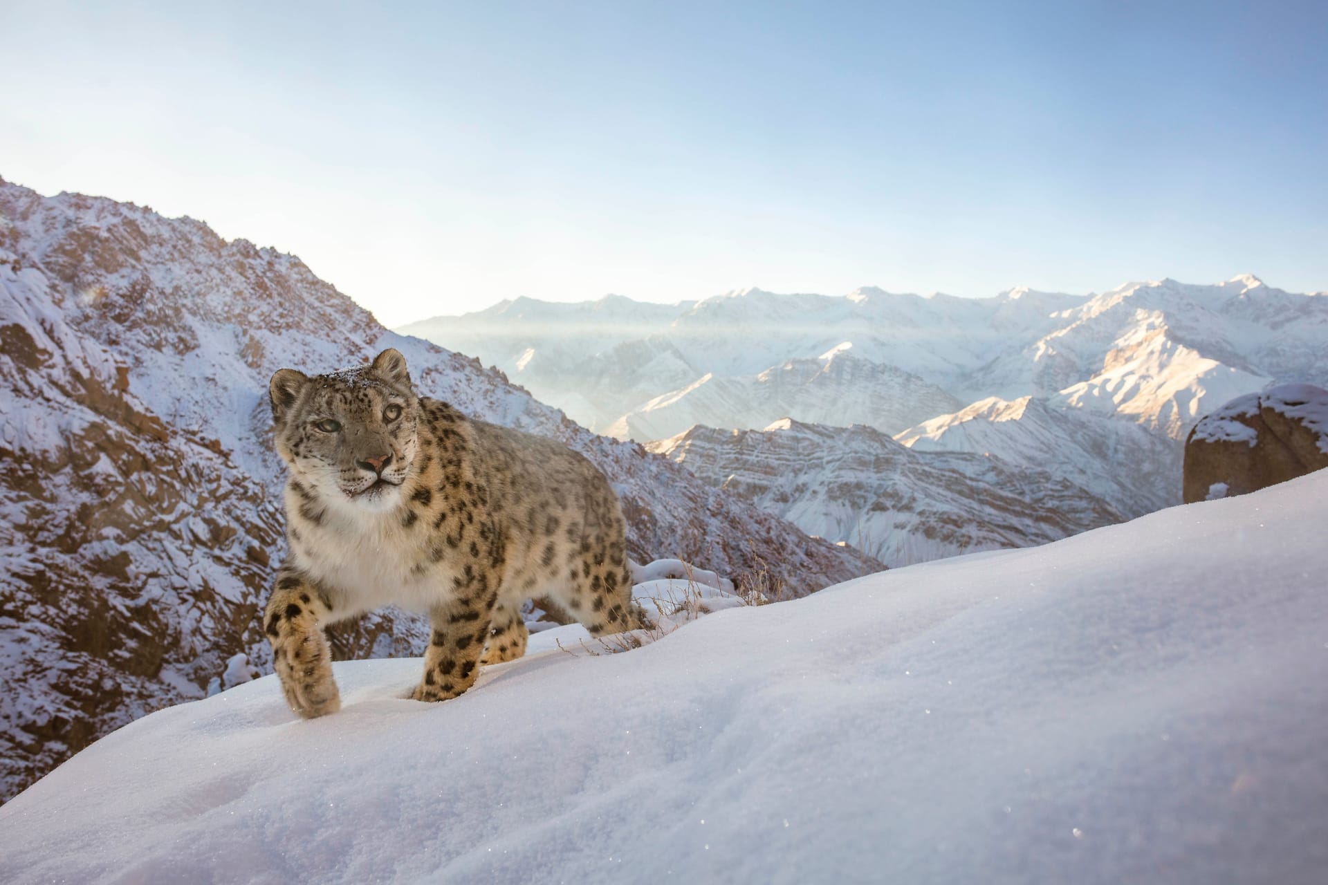 Ein Schneeleopard im indischen Himalaya: Sascha Fonseca aus den Vereinten Arabischen Emiraten gewann mit diesem Bild den ersten Platz in der Kategorie "Tiere in ihrem Lebensraum".