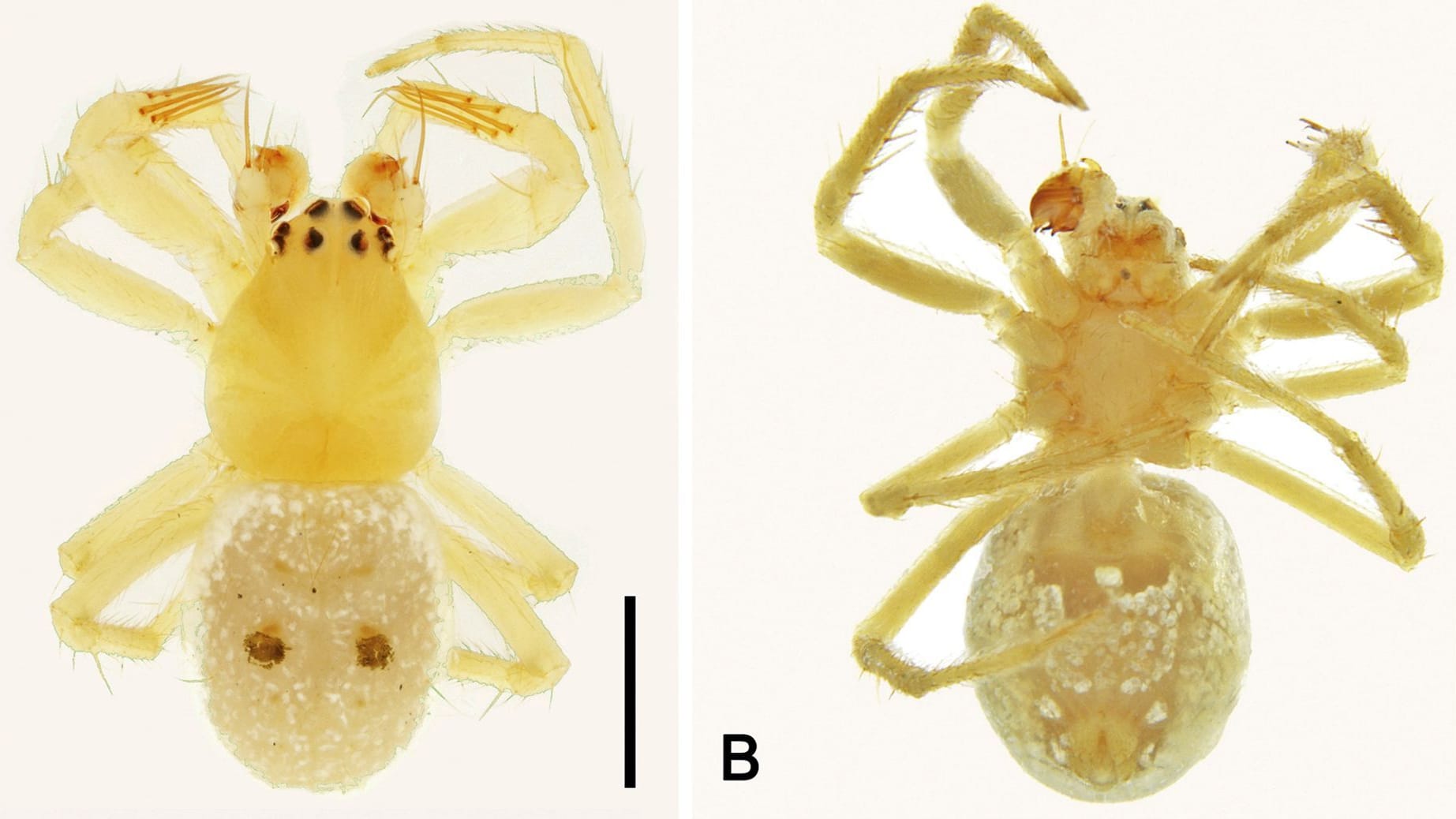 Spinne "Abba Transversa"