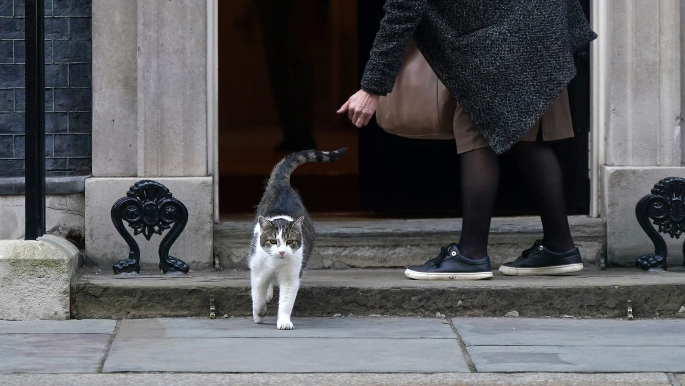 Kater Larry aus der Downing Street (Archivbild): Kurzzeitig erwog die Regierung wohl eine Tötung aller Hauskatzen.