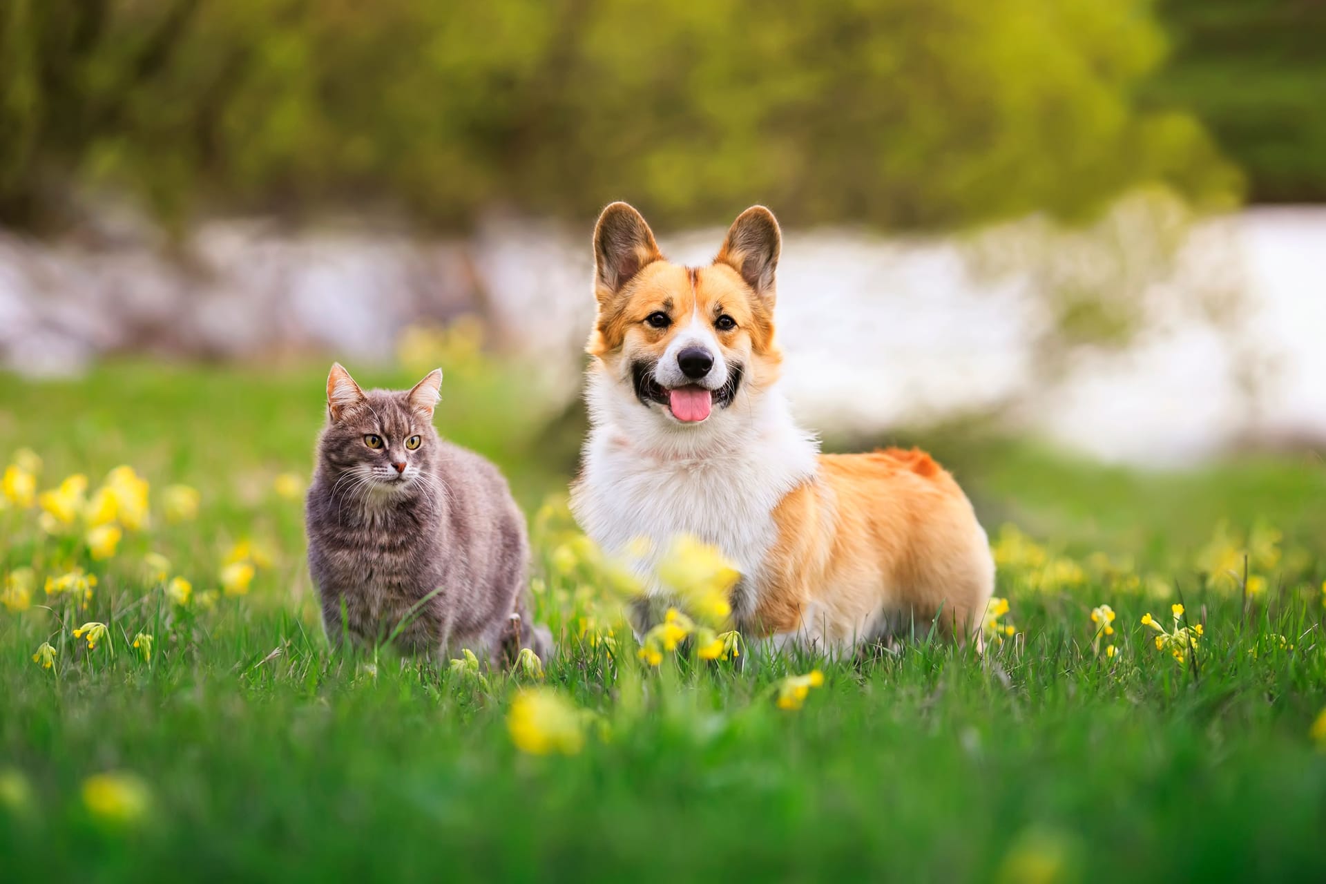 Katze und Hund (Symbolbild): Auch Säugetiere können sich mit Vogelgrippe anstecken.