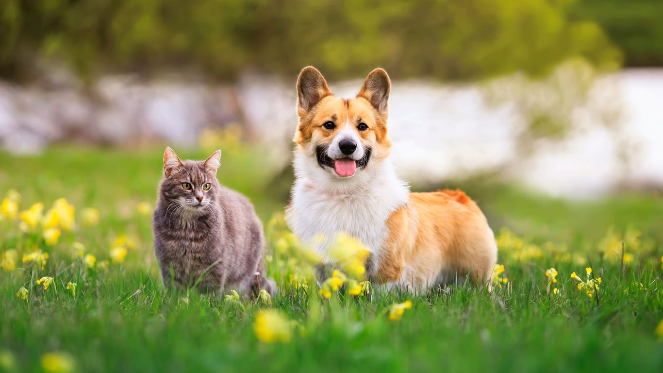 Katze und Hund (Symbolbild): Auch Säugetiere können sich mit Vogelgrippe anstecken.