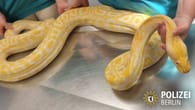 Berlin: Polizei beschlagnahmt Riesen-Python –Tierschützer stellte Falle