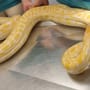Berlin: Polizei beschlagnahmt Riesen-Python –Tierschützer stellte Falle