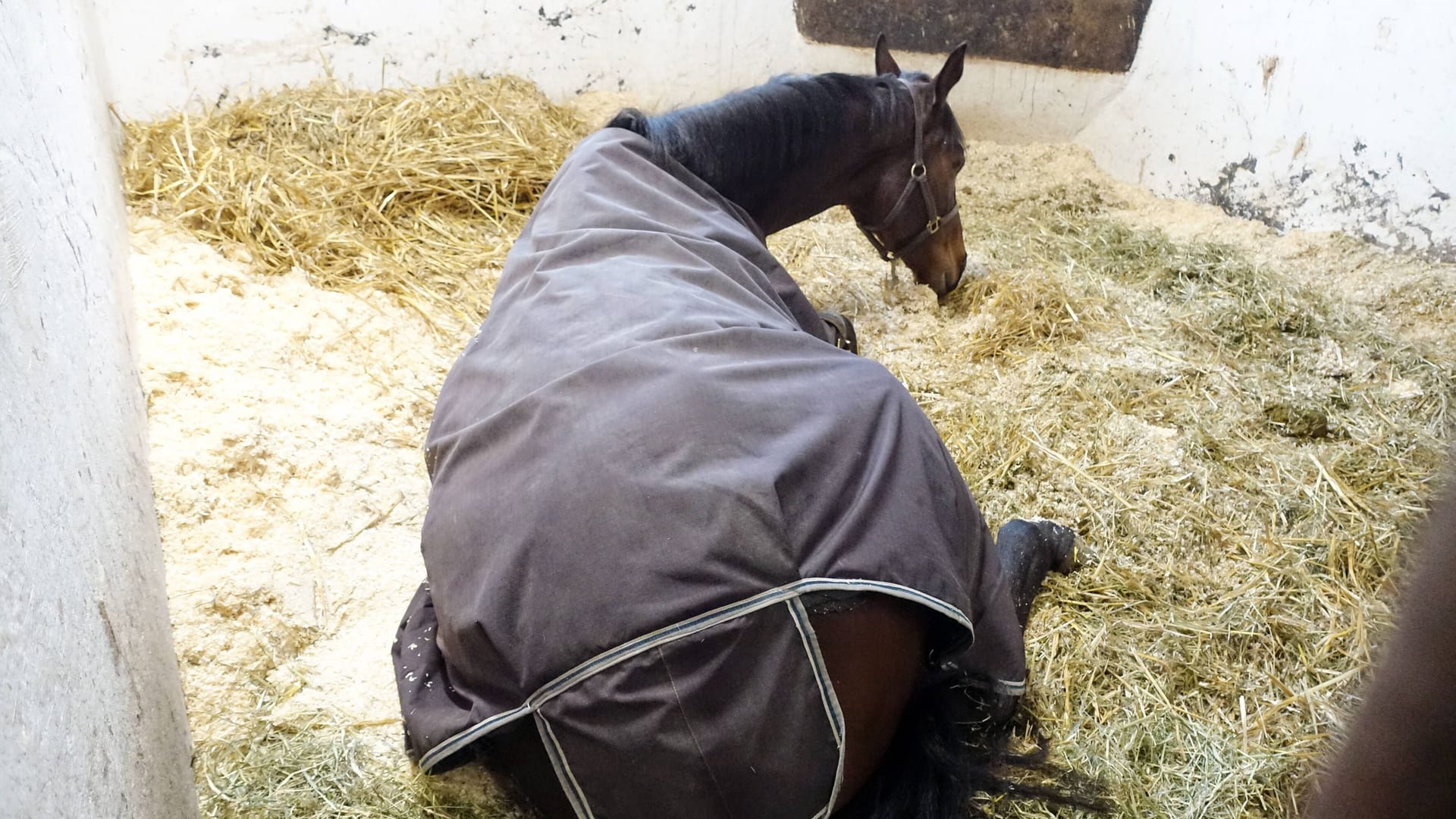 Ein Pferd liegt eingedeckt in seiner Box (Symbolbild): In Elsdorf ist eine Stute von einem Unbekannten angeschossen worden.