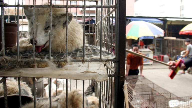 Marderhunde auf dem Xin-Yuan-Markt in Guangzhou: Gelangte das Corona-Virus von ihnen aus zum Menschen?