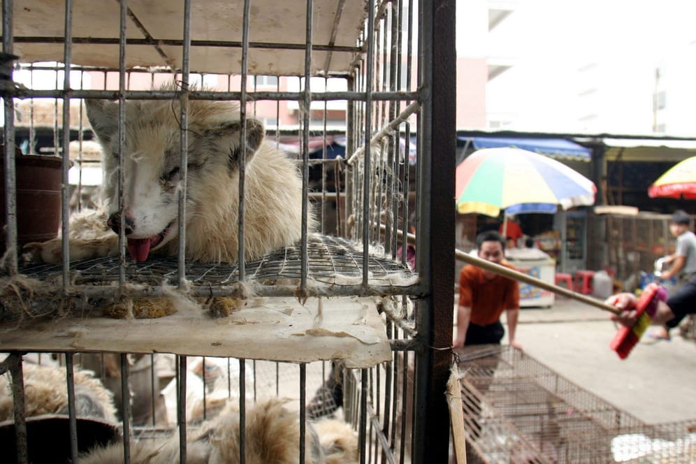 Marderhunde auf dem Xin-Yuan-Markt in Guangzhou: Gelangte das Corona-Virus von ihnen aus zum Menschen?