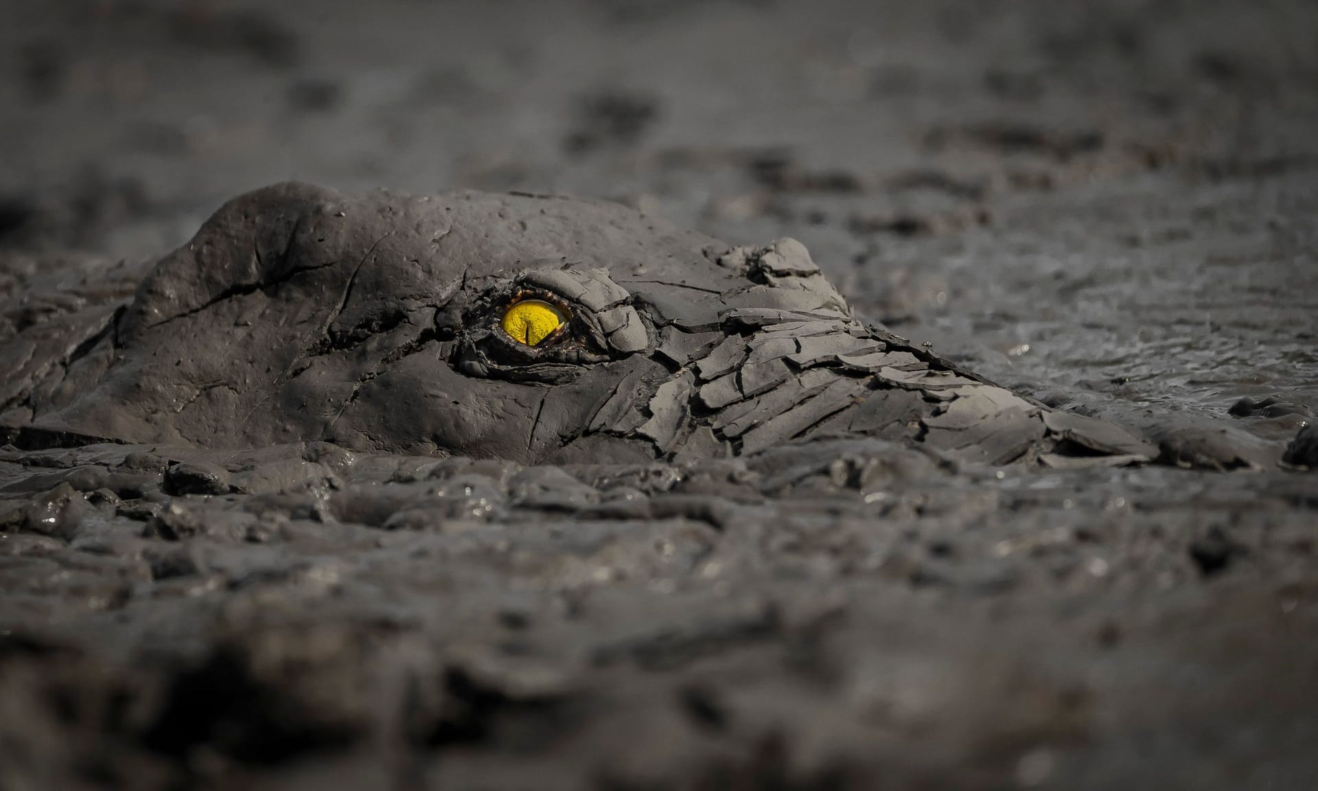 Ein Krokodil im Schlamm: Der Nürnberger Jens Cullmann gewann mit diesem Foto unter anderem den Hauptpreis als Weltnaturfotograf des Jahres.