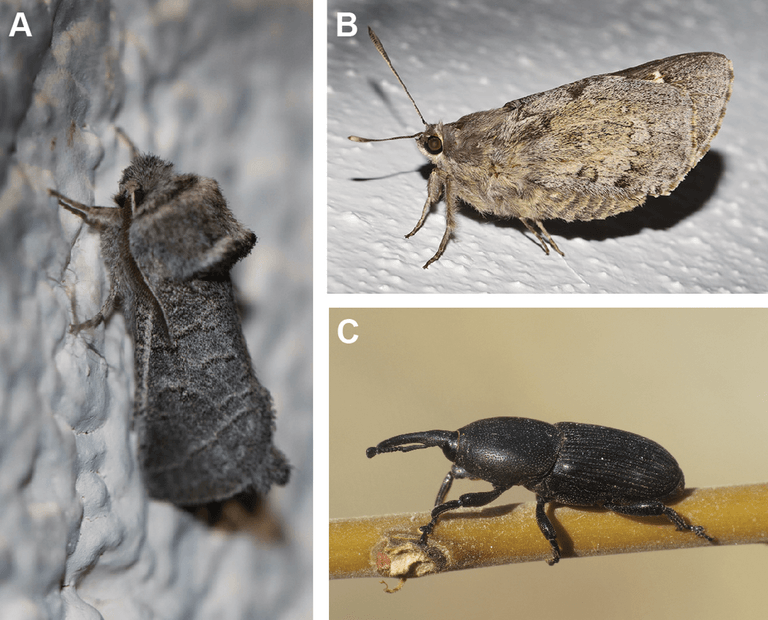 Von diesen drei Insekten glaubte man, dass ihre Larven im Mezcal verwendet werden. Das erwies sich als falsch. (A) Comadia redtenbacheri (Cossidae), (B) Aegiale hesperiaris (Hesperiidae), (C) Scyphophorus acupunctatus (Curculionidae)