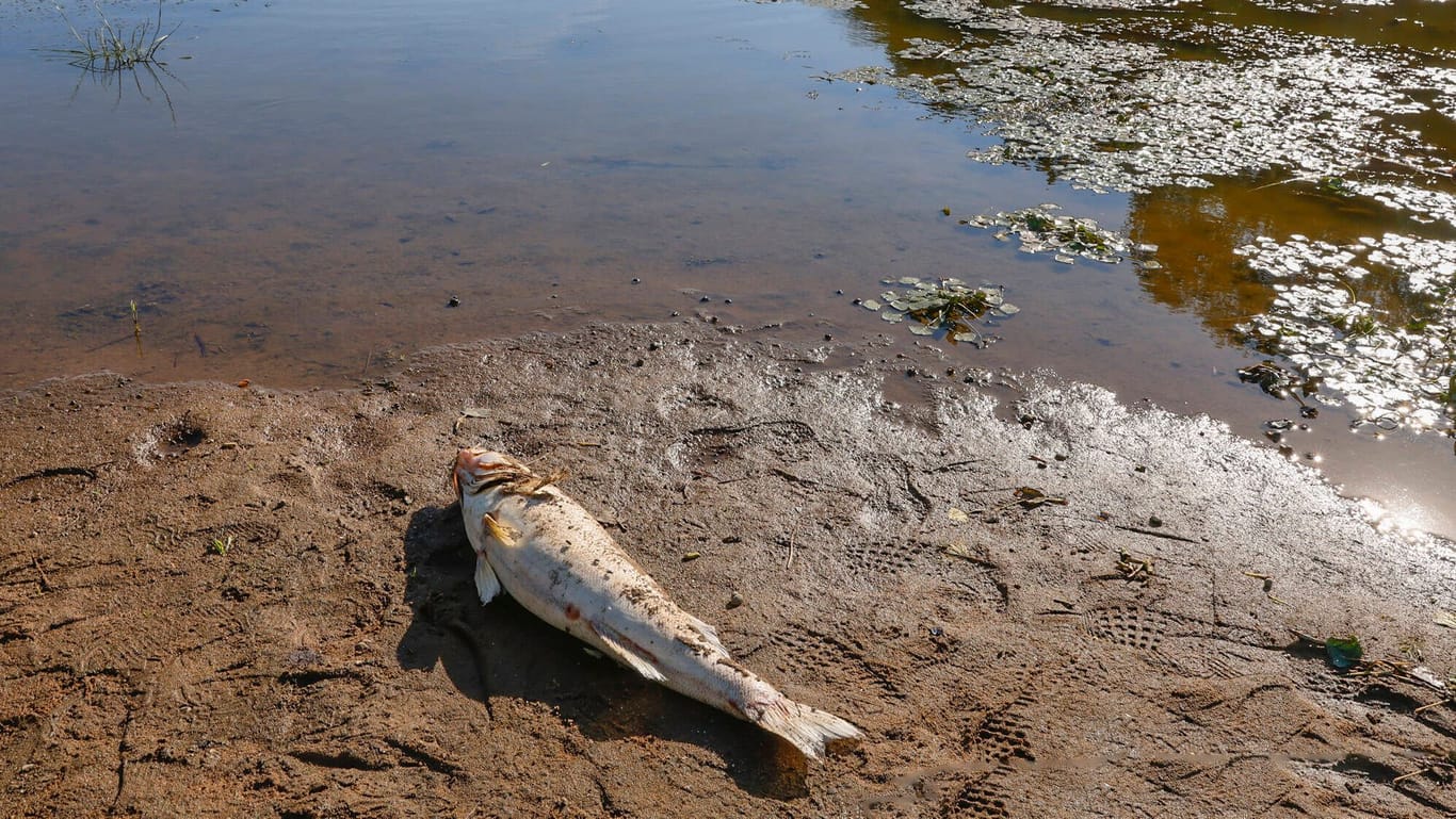 Toter Fisch an der Oder (Archivbild): Die Umweltorganisation Greenpeace hält polnische Bergbaukonzerne für Verursacher des Fischsterbens im vergangenen Sommer.