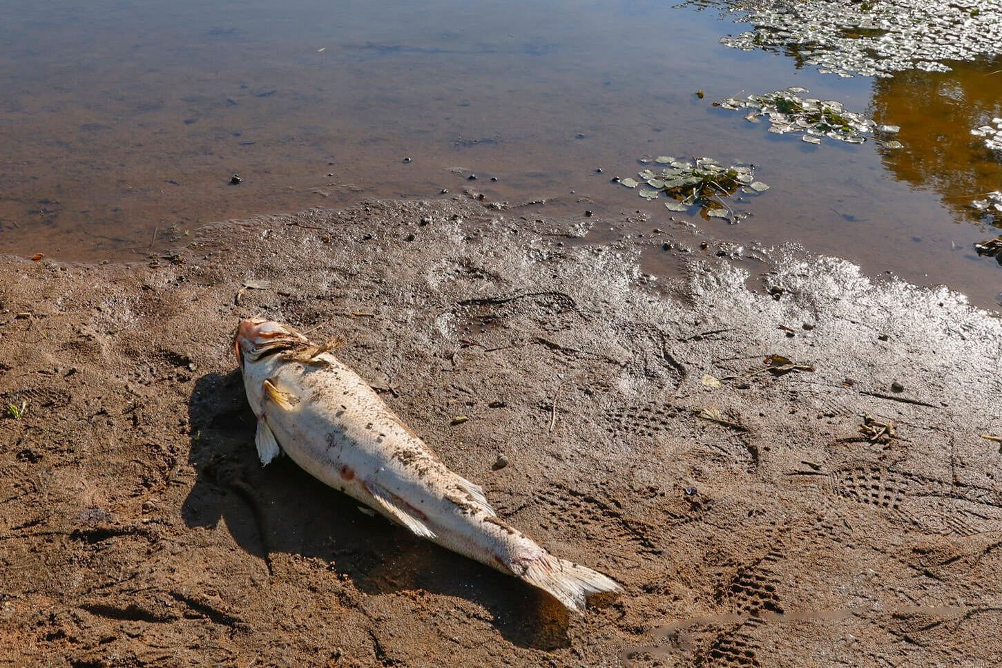 Toter Fisch an der Oder (Archivbild): Die Umweltorganisation Greenpeace hält polnische Bergbaukonzerne für Verursacher des Fischsterbens im vergangenen Sommer.