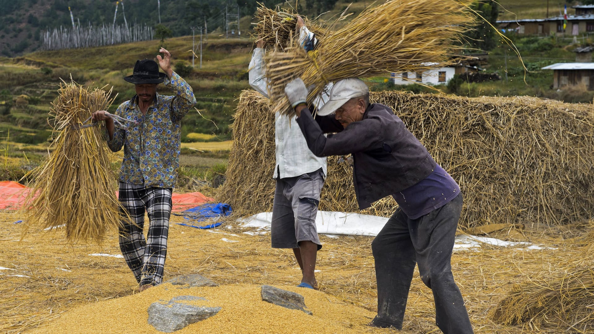 Reisernte in Bhutan.