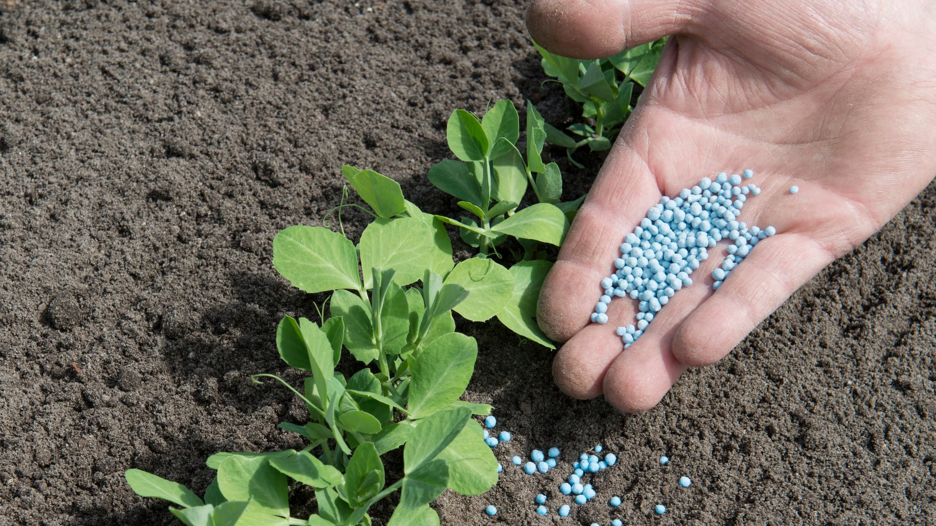 Mit Blaukorn den Rasen düngen: Sie können alle fünf Wochen Ihren Rasen mit Blaukorn düngen.