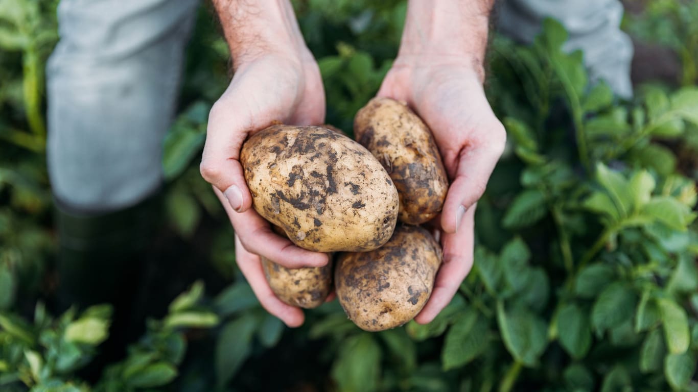 Kartoffeln selber ernten: Braun verfärbtes und vertrocknetes Laub deutet auf eine bald erntereife Kartoffel hin.