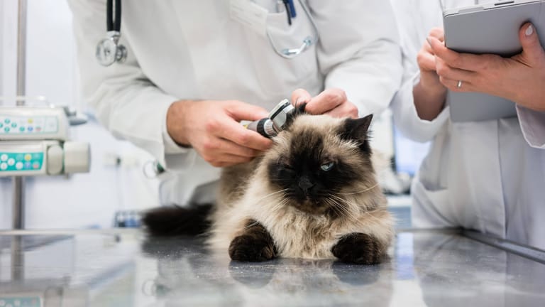 Eine Katze wird von einem Tierarzt untersucht (Symbolbild): Die Kosten können schnell explodieren.