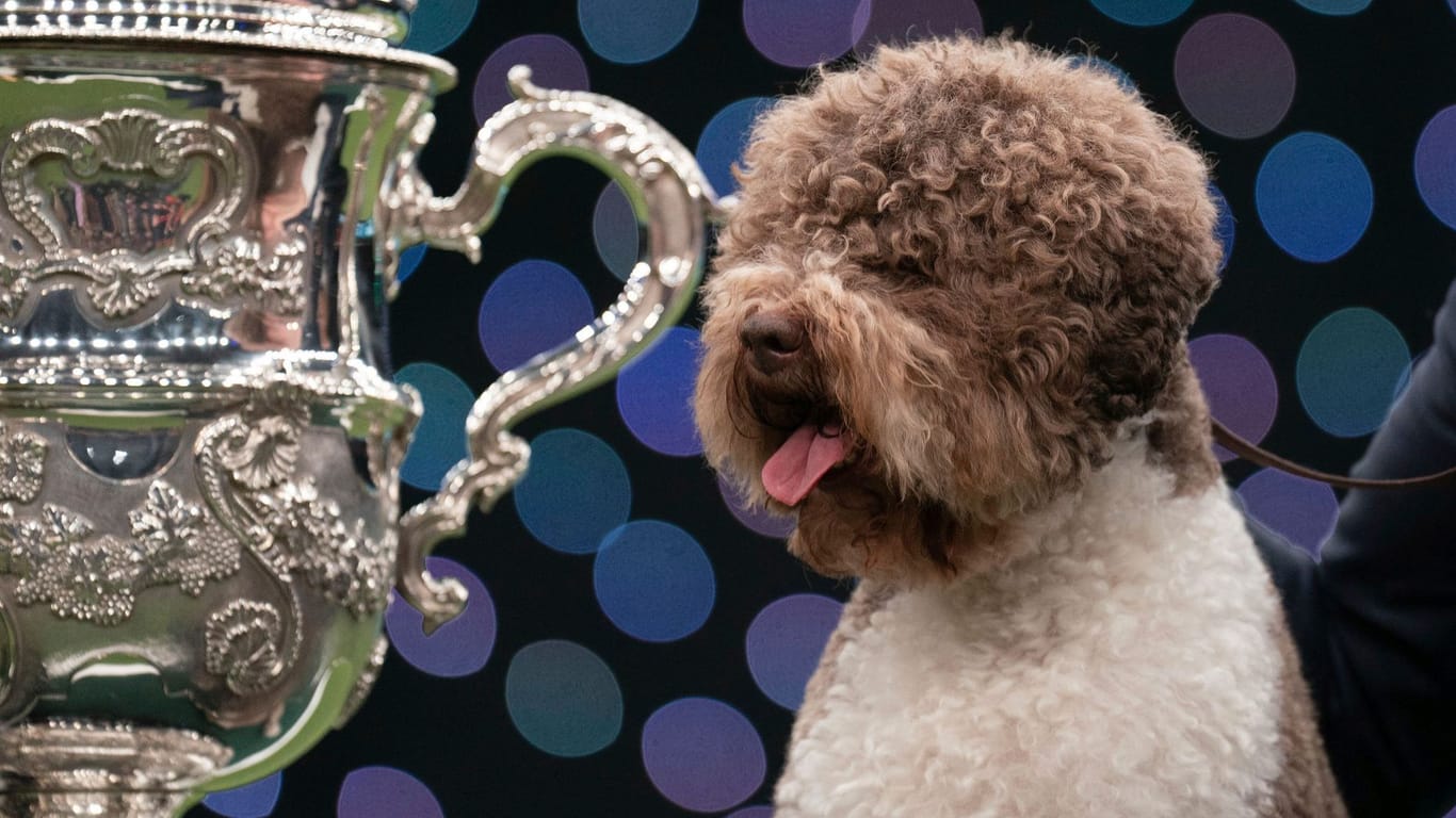 Die Hündin Orca bei der Hundeschau Crafts: Sie wurde in der Kategorie "Best in Show" ausgezeichnet.