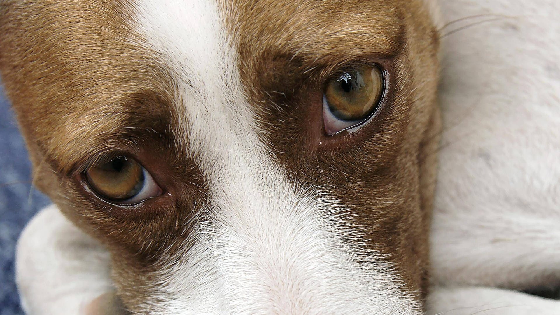 Ein Hund liegt auf einer Decke (Symbolbild): Der ausgesetzte Welpe befindet sich in einer Tierklinik.