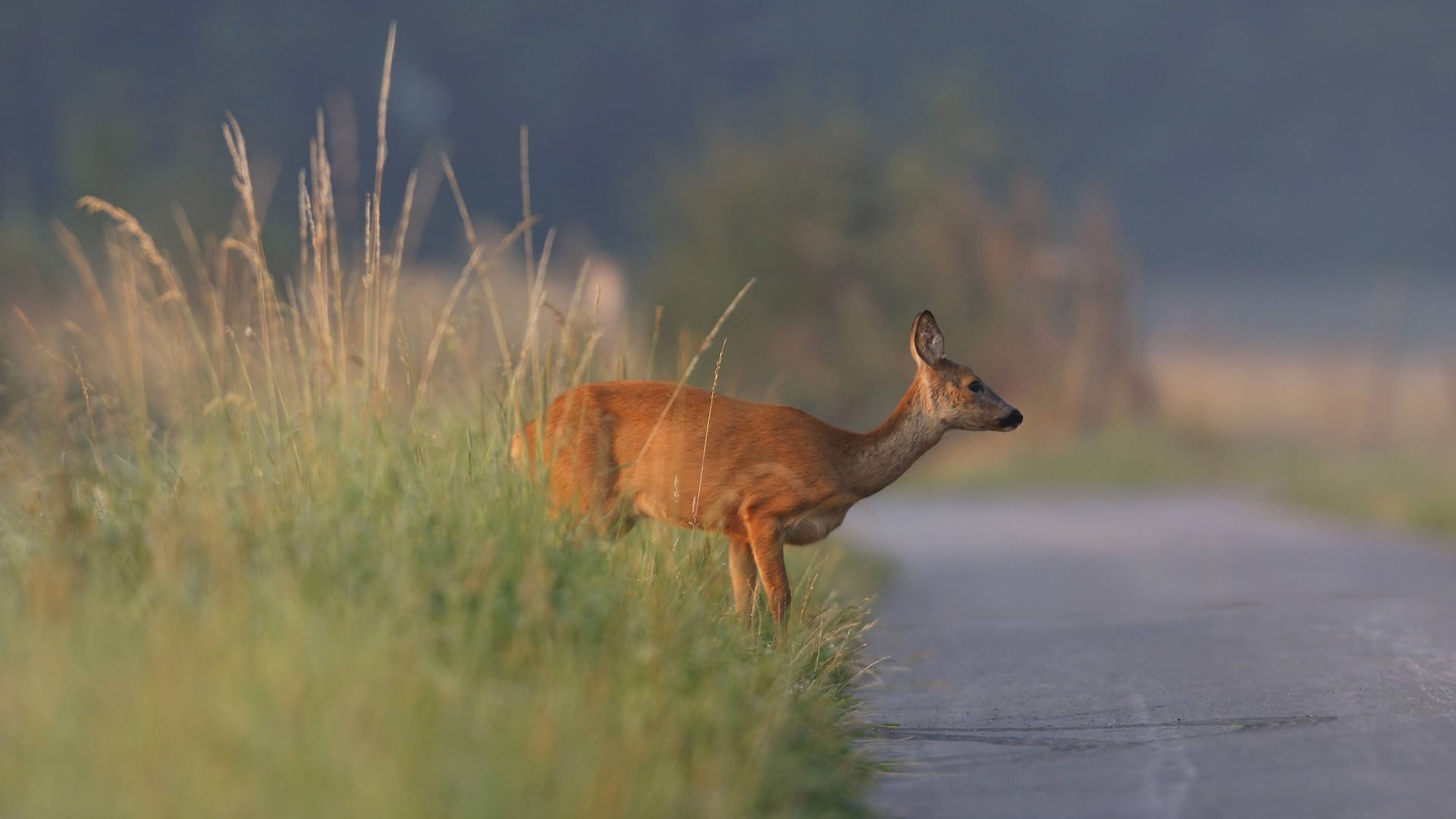 Nicht scheu: Sollte etwa ein Reh oder ein anderes Wildtier des Waldes apathisch am Straßenrand angetroffen werden, sollte als erstes die Jagd- oder Forstbehörde kontaktiert werden.