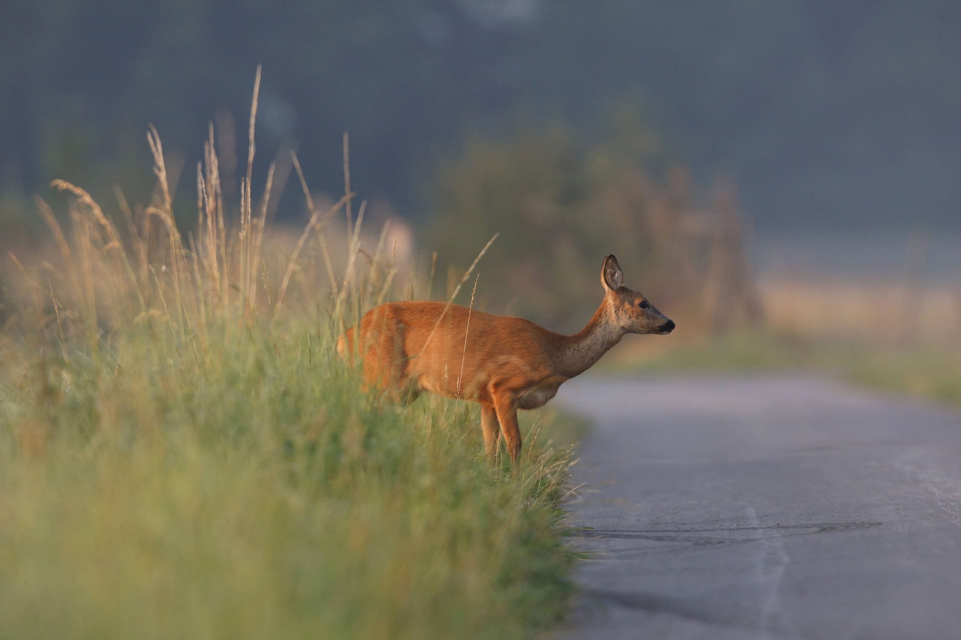 Nicht scheu: Sollte etwa ein Reh oder ein anderes Wildtier des Waldes apathisch am Straßenrand angetroffen werden, sollte als erstes die Jagd- oder Forstbehörde kontaktiert werden.