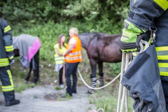 Unfall eines Pferdeanhängers (Symbolfoto): Die Polizei vermutet als Ursache für die Kollision Unachtsamkeit.