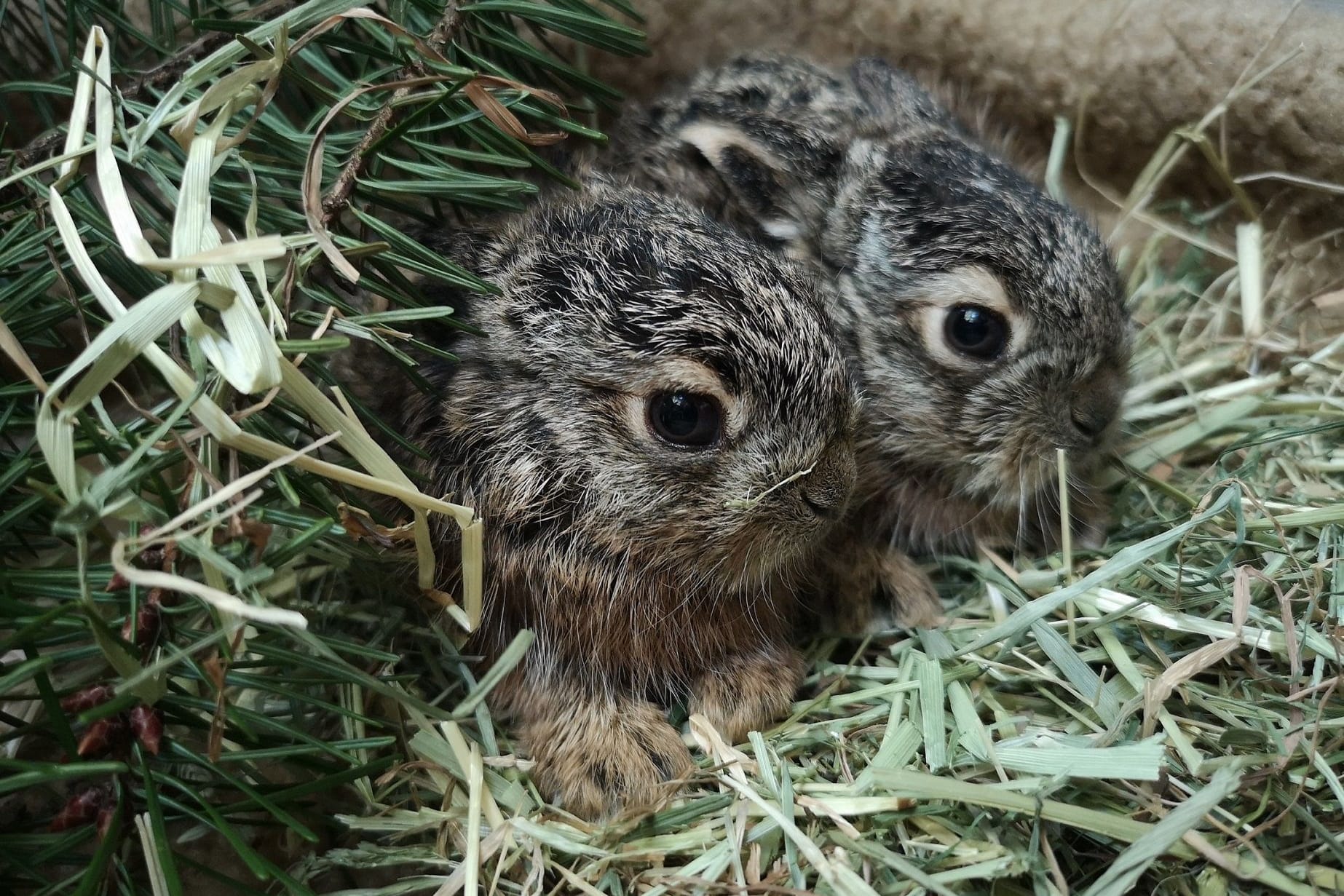 Zwei Hasenbabys: Oft wirken die Tiere nur scheinbar verlassen.