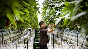 Ein Erntehelfer in den Niederlanden: Um Energie zu sparen, pflanzen Bauern dieses Jahr später Gemüse an als sonst.
